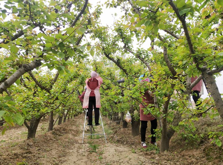 大荔冯村镇金太阳杏,陕西大荔丰园红杏价格