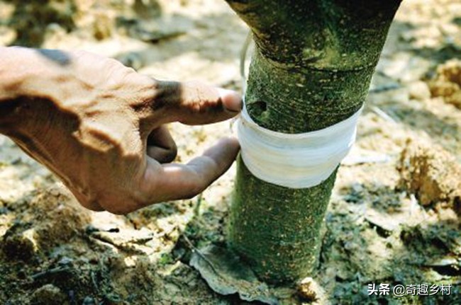 环割果树育苗割多长为好,什么样的果树环割最好