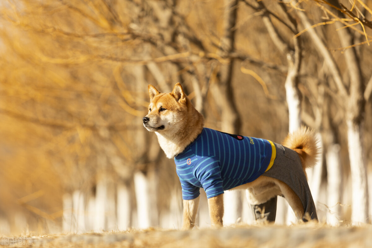 因表情包走红网络,网红柴犬表情包我只想拥有快乐