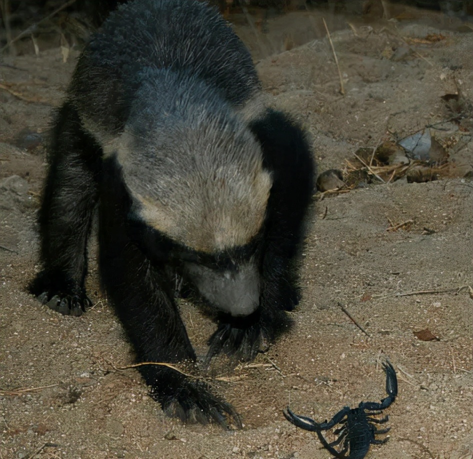 平头哥和毒蛇狭路相逢,平头哥与毒蛇对决