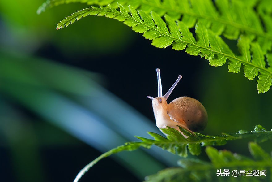最漂亮的蜗牛图片,100幅蜗牛图片