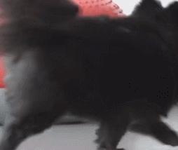 好好的猫咪突然瘸了是怎么回事,好好的猫突然掉了