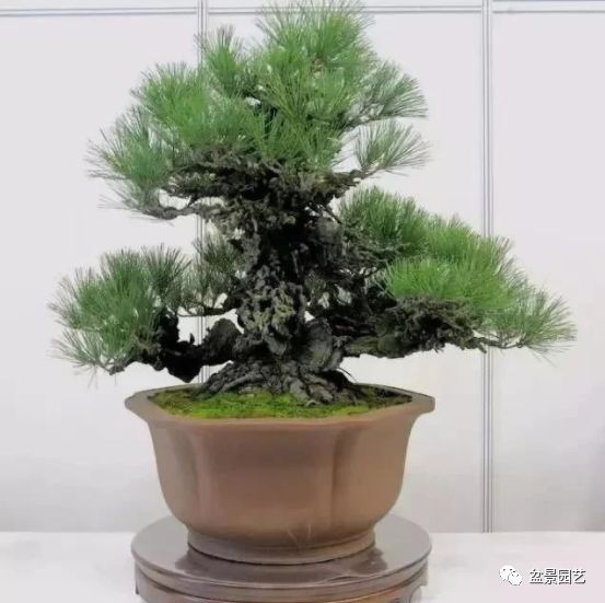 有哪些经典盆景树种,最值得收藏的六种盆景树种是哪些