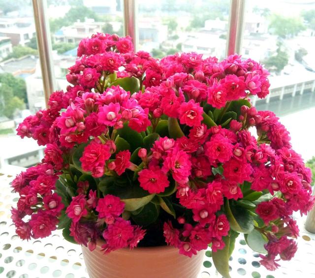 十月养什么盆栽最好,十月养这6种花建议穷养