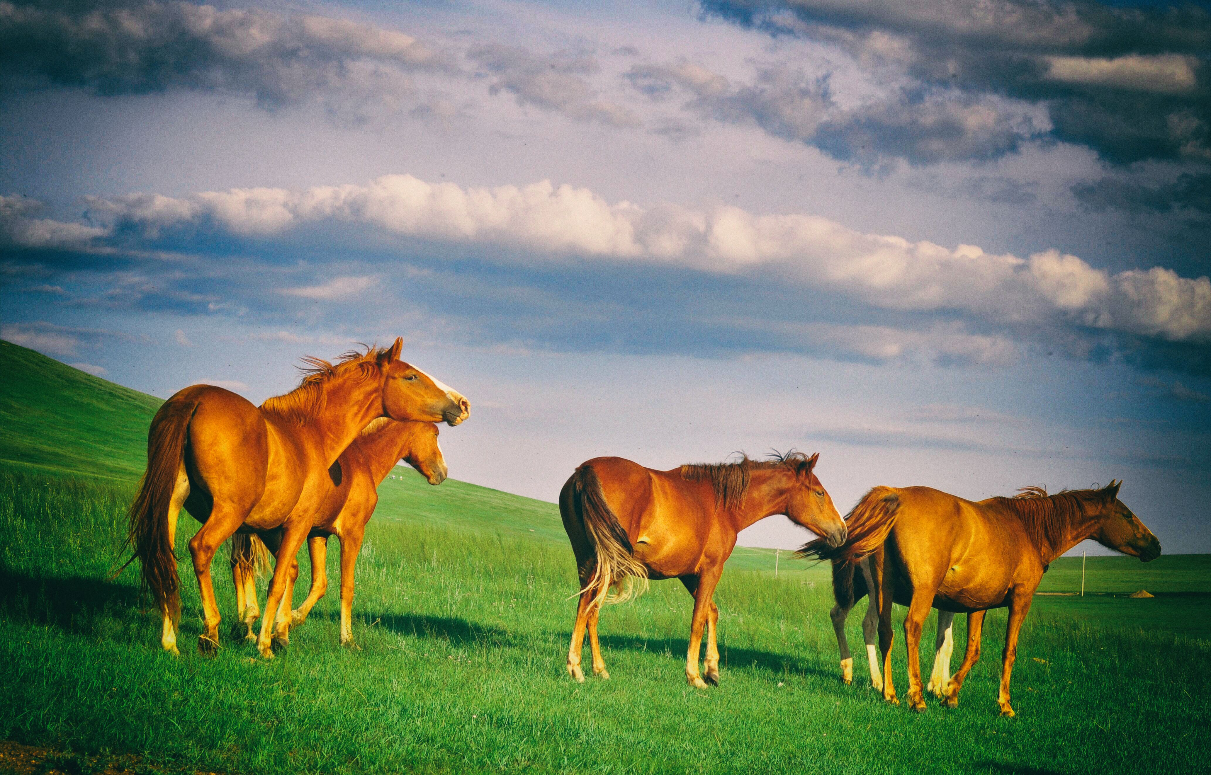 东北游记攻略,东北游记最新视频