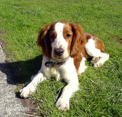 不掉毛无体味性格温顺的小型犬,宠物狗大全表