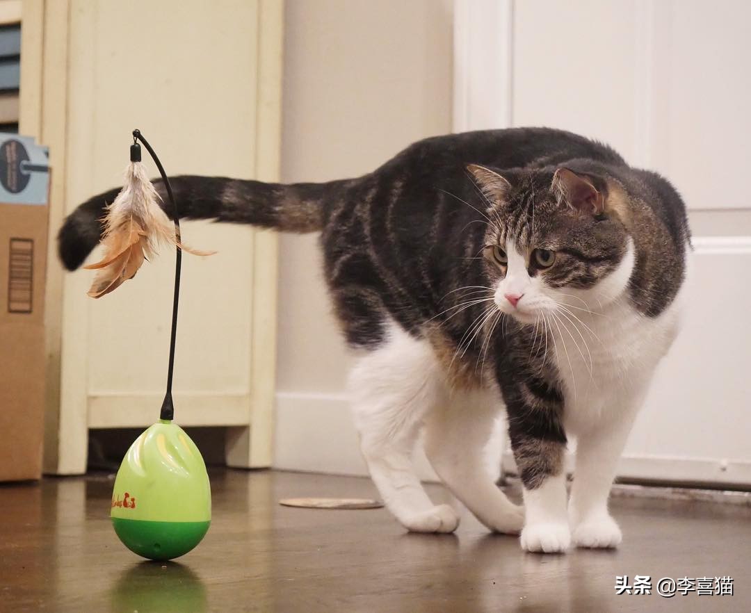 猫咪最喜欢的8类玩具 (铲屎官必备猫玩具大全)
