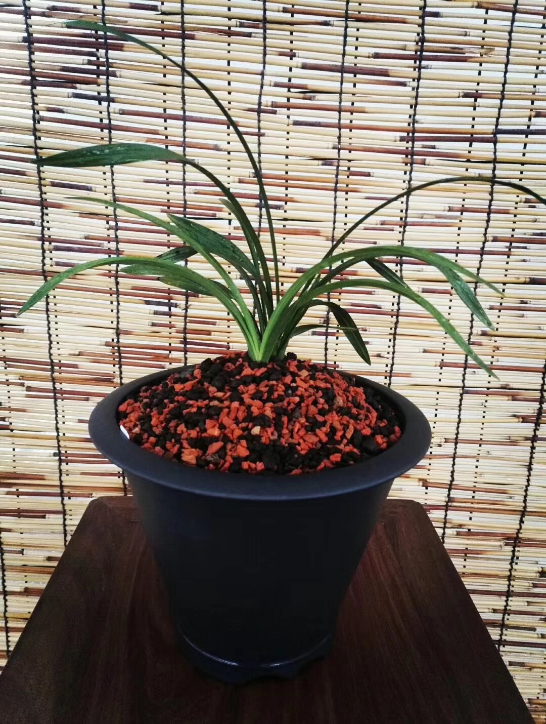 刚买回的兰花栽培知识,刚入手的兰花需要注意什么