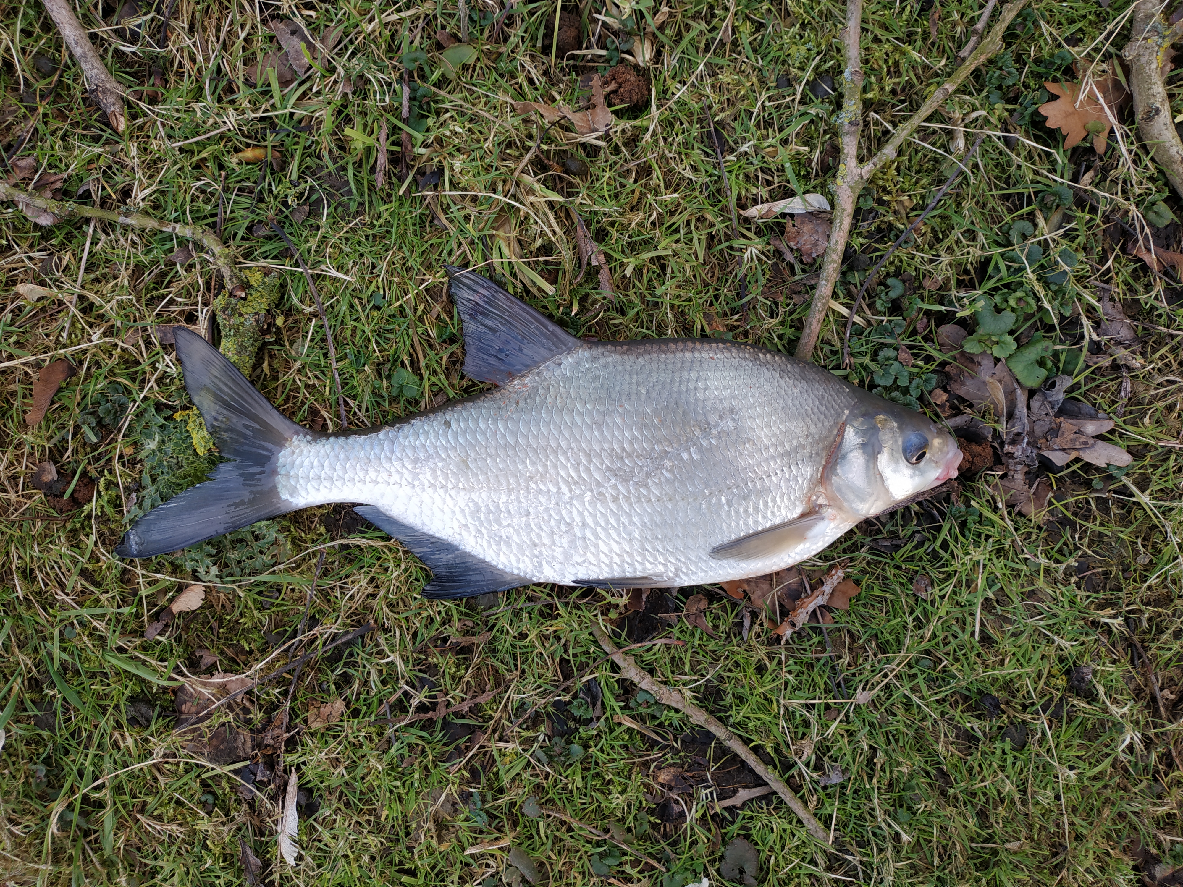欧鳊如何钓,欧鳊怎么钓