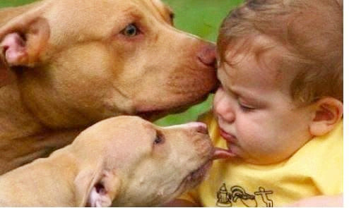 狗狗总是想舔人是什么意思,狗狗生理期肿大很厉害并且经常舔