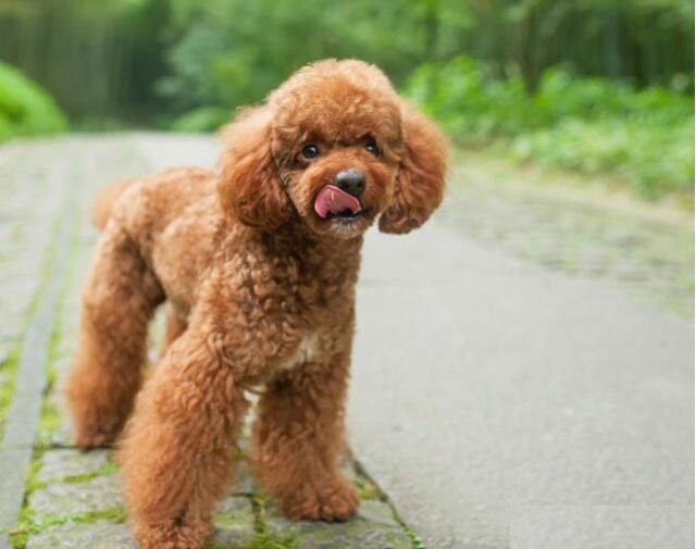 泰迪吠叫训练方法介绍,你家泰迪做过哪些事