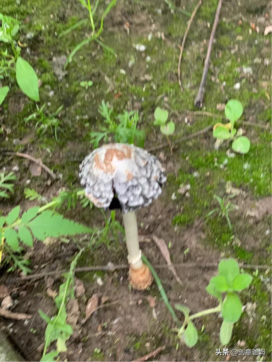 魔鞋与普通鞋有什么区别,魔鞋是什么鞋