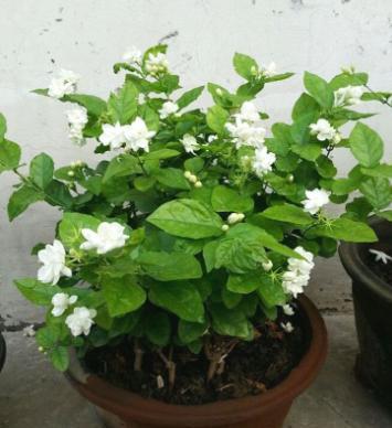 茉莉花如何修剪可以枝繁叶茂,如何养茉莉花才能枝繁叶茂