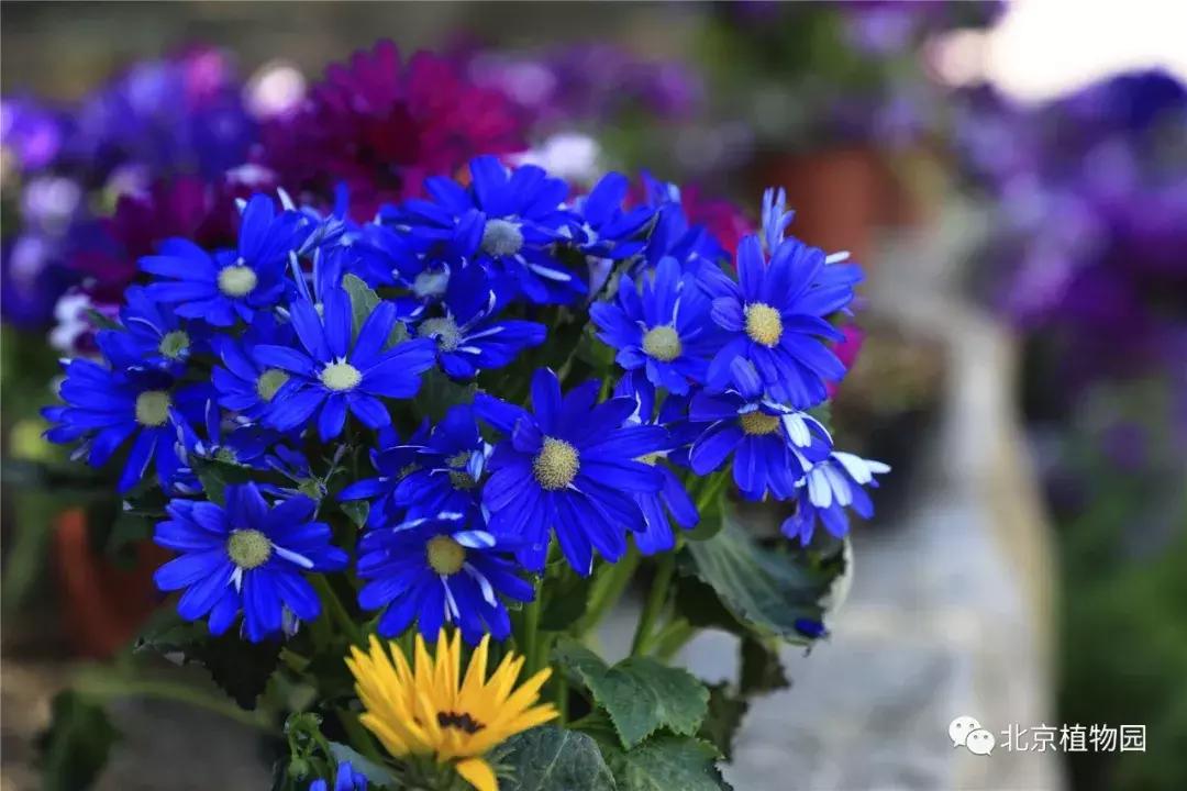 中国科学院植物研究所北京植物园,北京植物园有牡丹花还有什么花