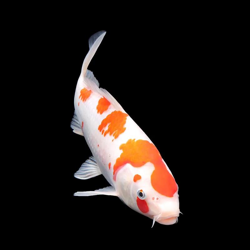 买回来的鱼应该怎么养,刚买回来的鱼怎么养才能活着