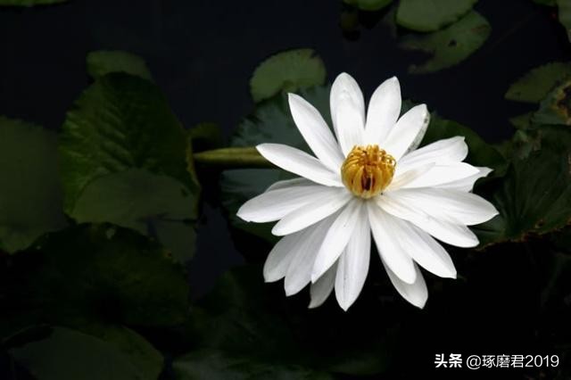 气量小的人有什么特点,气量小的人容易得什么病