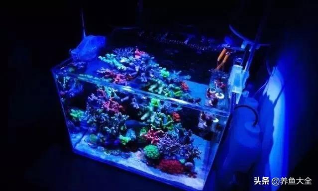 原生缸混养好还是单养好,无蛋分无过滤可以养小丑鱼吗