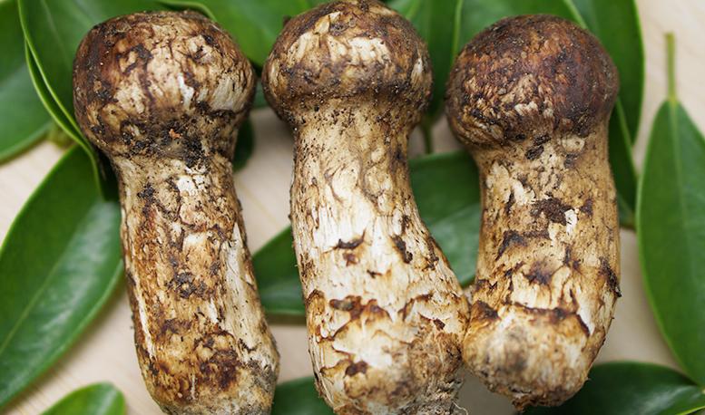 新鲜松茸清洗后吸水量大保存方法,新鲜松茸怎么吃这些吃法值得一试