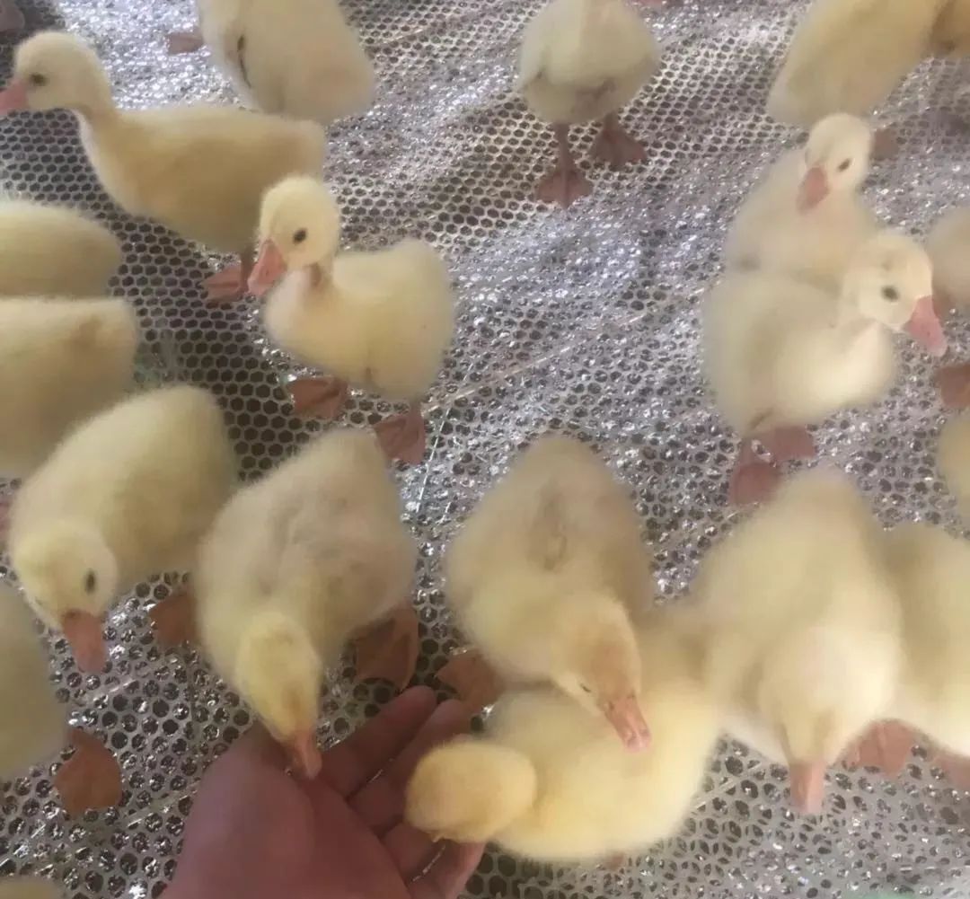 养鹅需要注意哪些细节,养鹅注意事项及建议