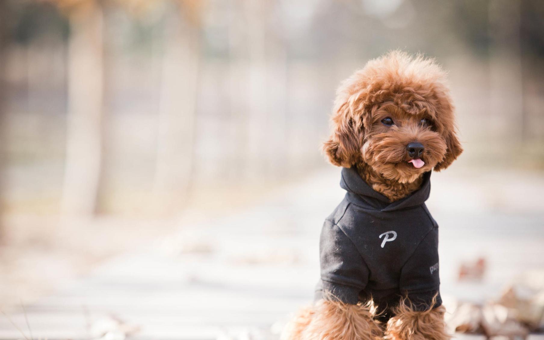 泰迪很瘦缺钙的表现,泰迪缺钙是什么样的