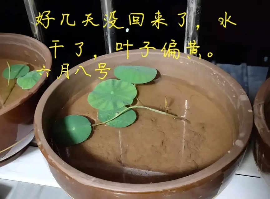 用种子栽培碗莲成长日记,碗莲与鱼在缸中栽培方法