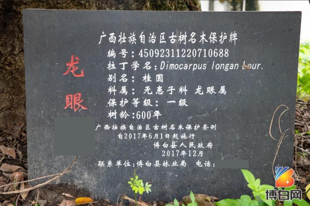 活久见！快成精了？博白发现明朝古树，至今600多年