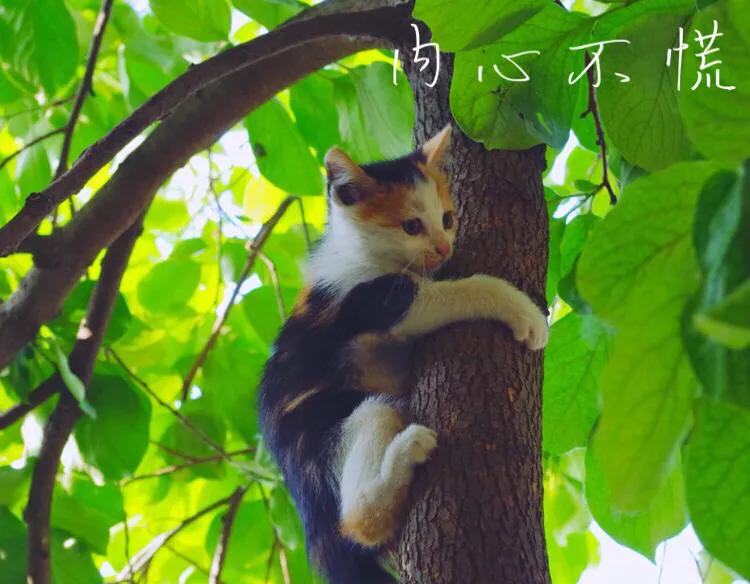 叛逆期的猫,游离态的猫