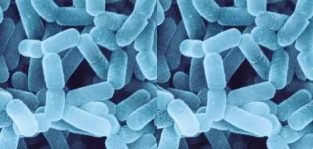 益生菌可以缓解婴儿肠绞痛吗,益生菌能防止婴儿肠绞痛吗