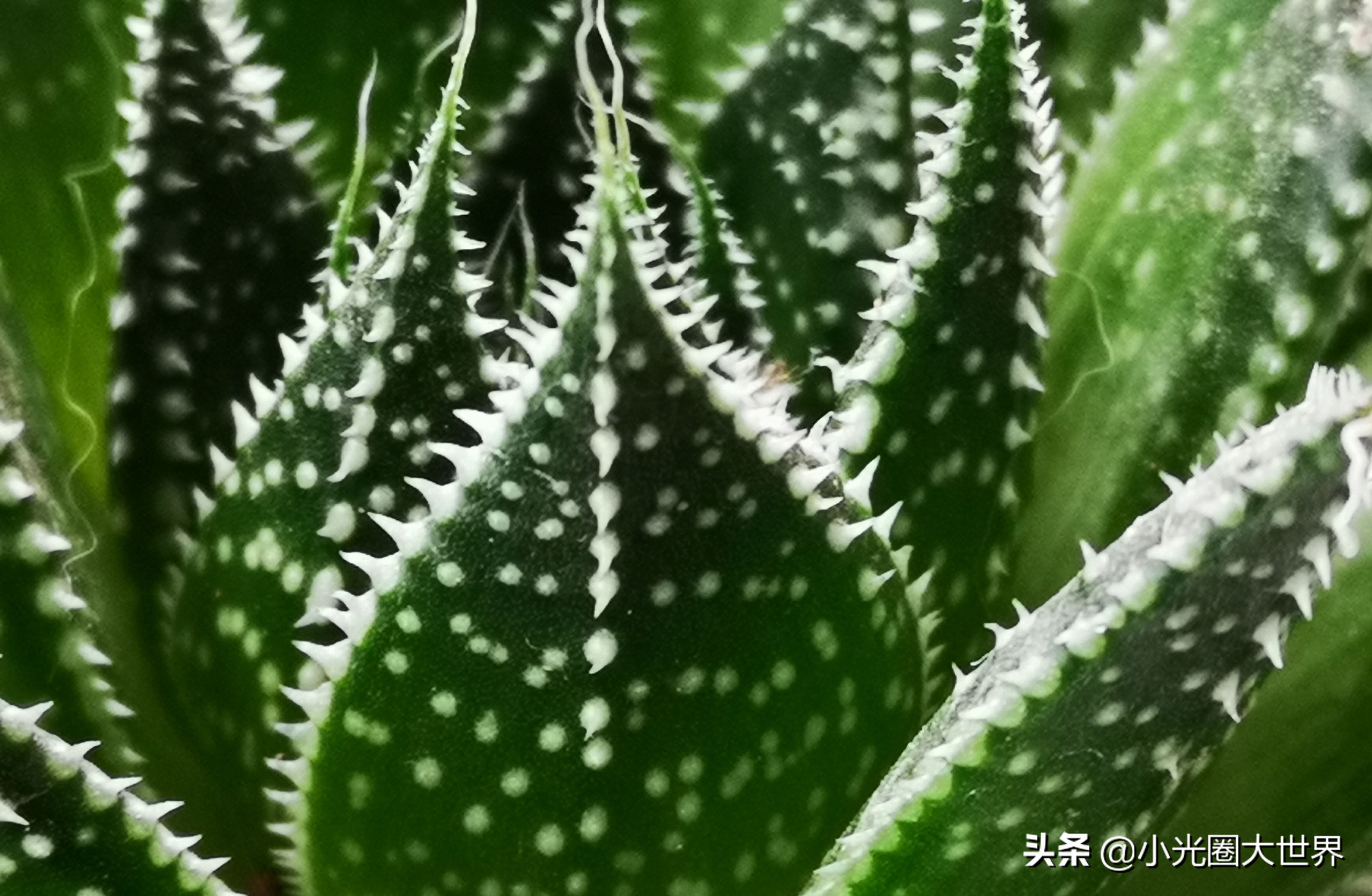 在家里也能拍出花花草草,如何在家拍好看的照片呢