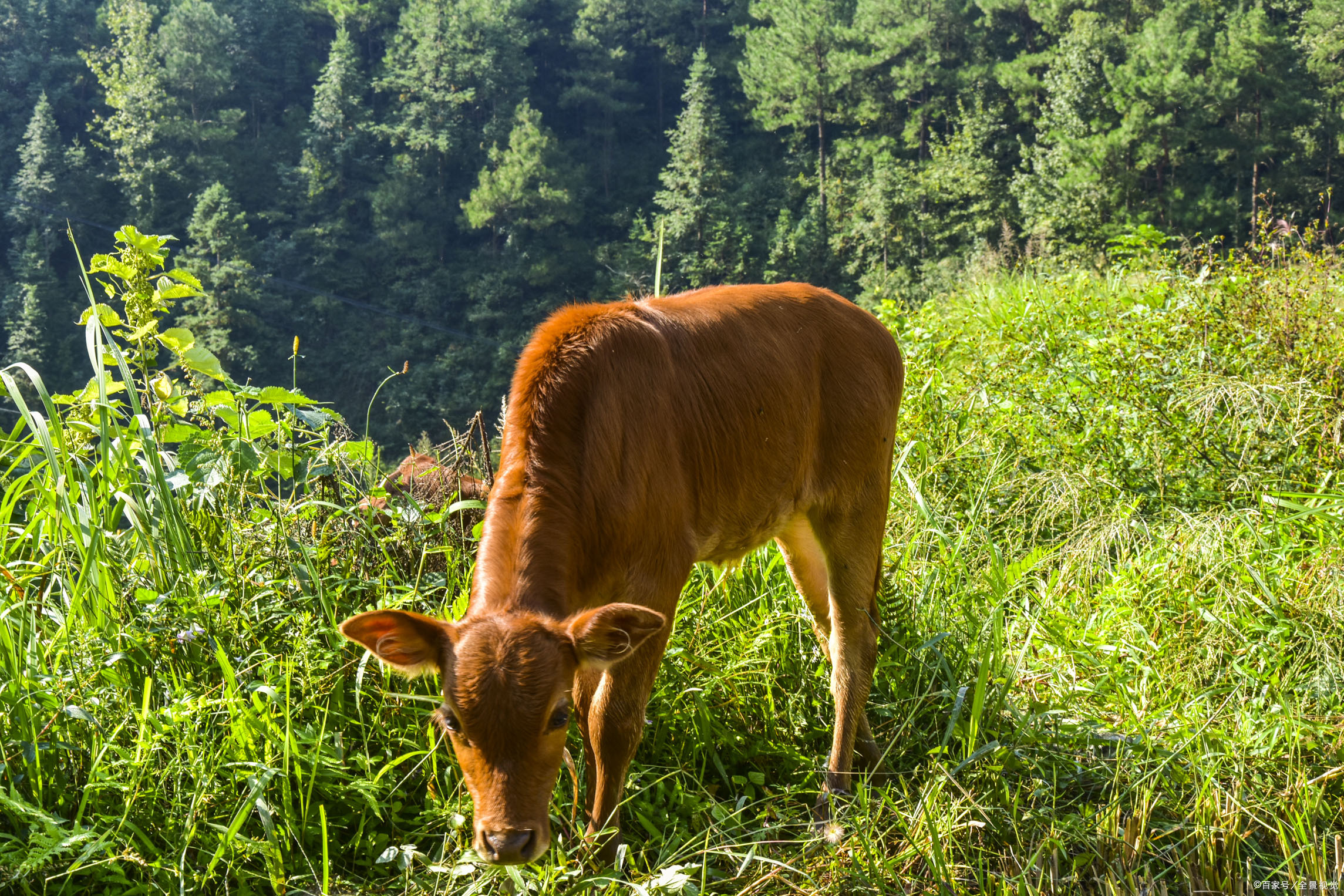 牛传染病防治小知识,牛传染病