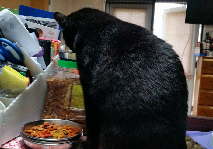 猫咪肾衰用降磷喂食法恢复正常后就是治愈?不,仍需持续控制