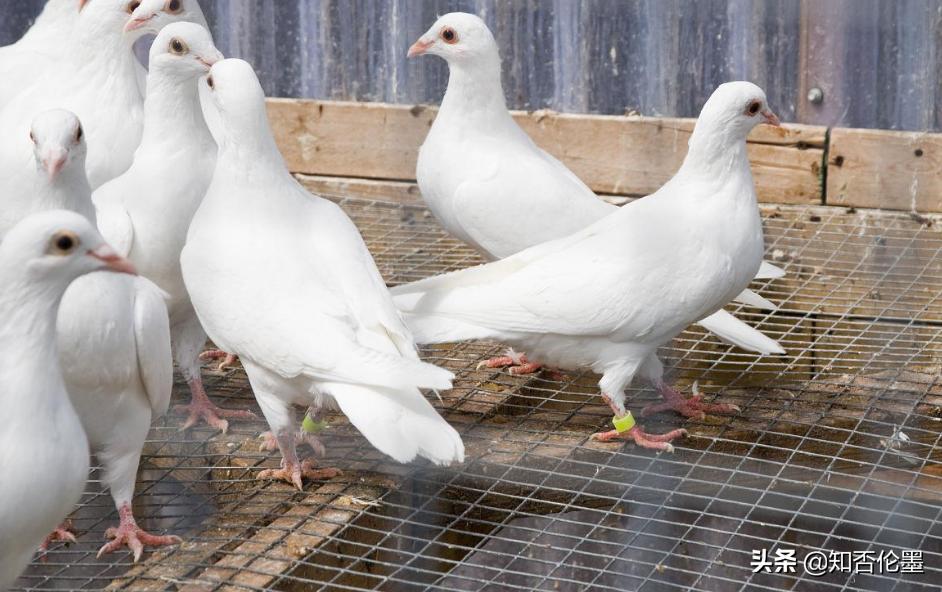 养殖业养什么最有前景赚钱,养殖业养什么最有前景赚钱快