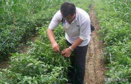 辣椒为什么会有青枯病,治疗辣椒青枯病的最好药方