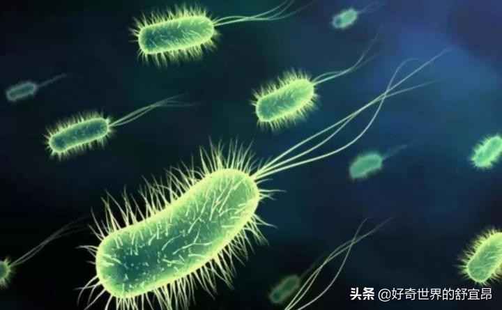 养鱼怎么建立硝化细菌,养鱼的硝化细菌怎么培养怎么维护