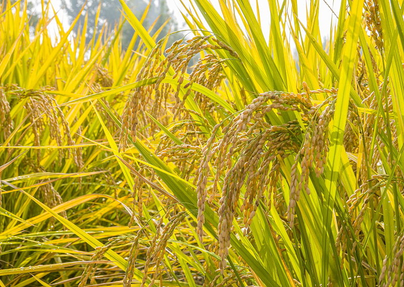 镉超标的大米属于什么污染,镉超标大米认定有毒有害