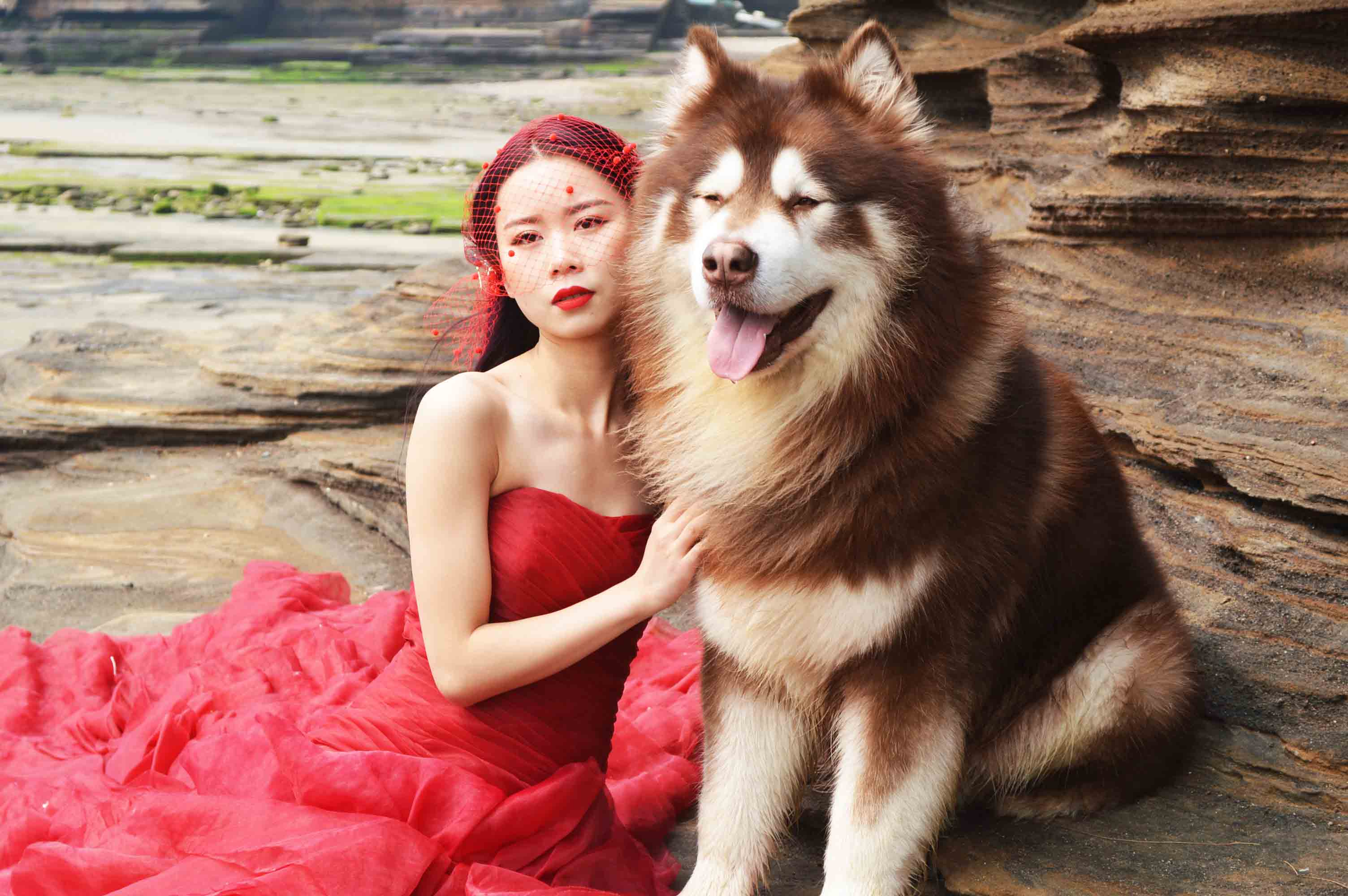 给阿拉斯加养个什么同伴比较好,给你100个养狗理由