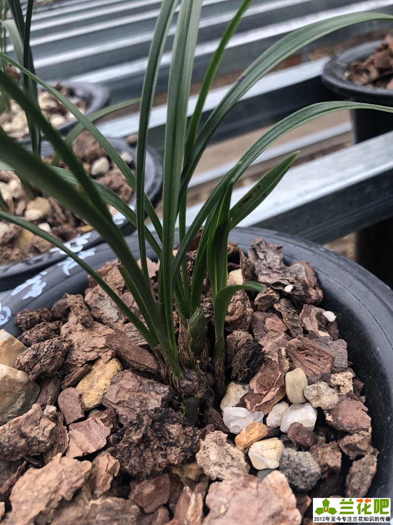 种兰花最好用什么植料,种兰花要用什么保湿