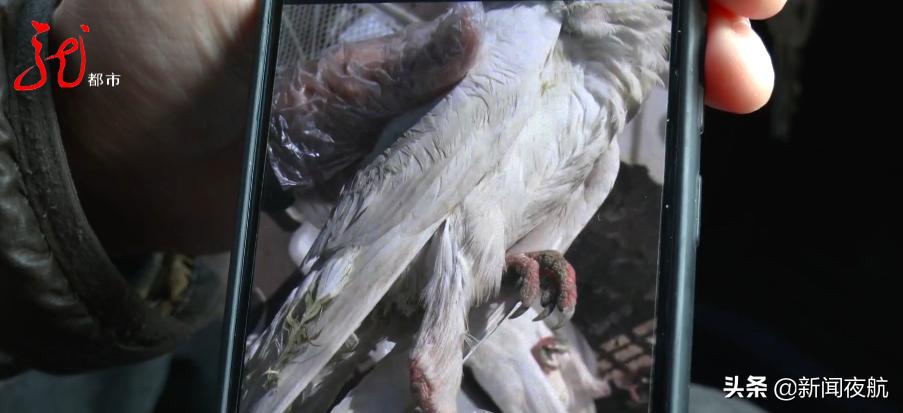 快递邮寄观赏鸽,6天6夜没发出,直接饿死了!快递公司还狡辩:谁能证明是你寄的?