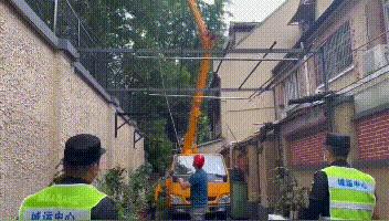 上海小区自行修树,上海小区大树被修剪成光秃秃的