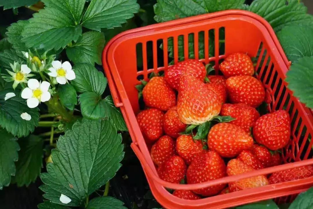 4天,在通江能做些什么?