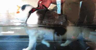 近来火热的宠物spa你知道吗？其实我们都错了，水疗是种医疗方式