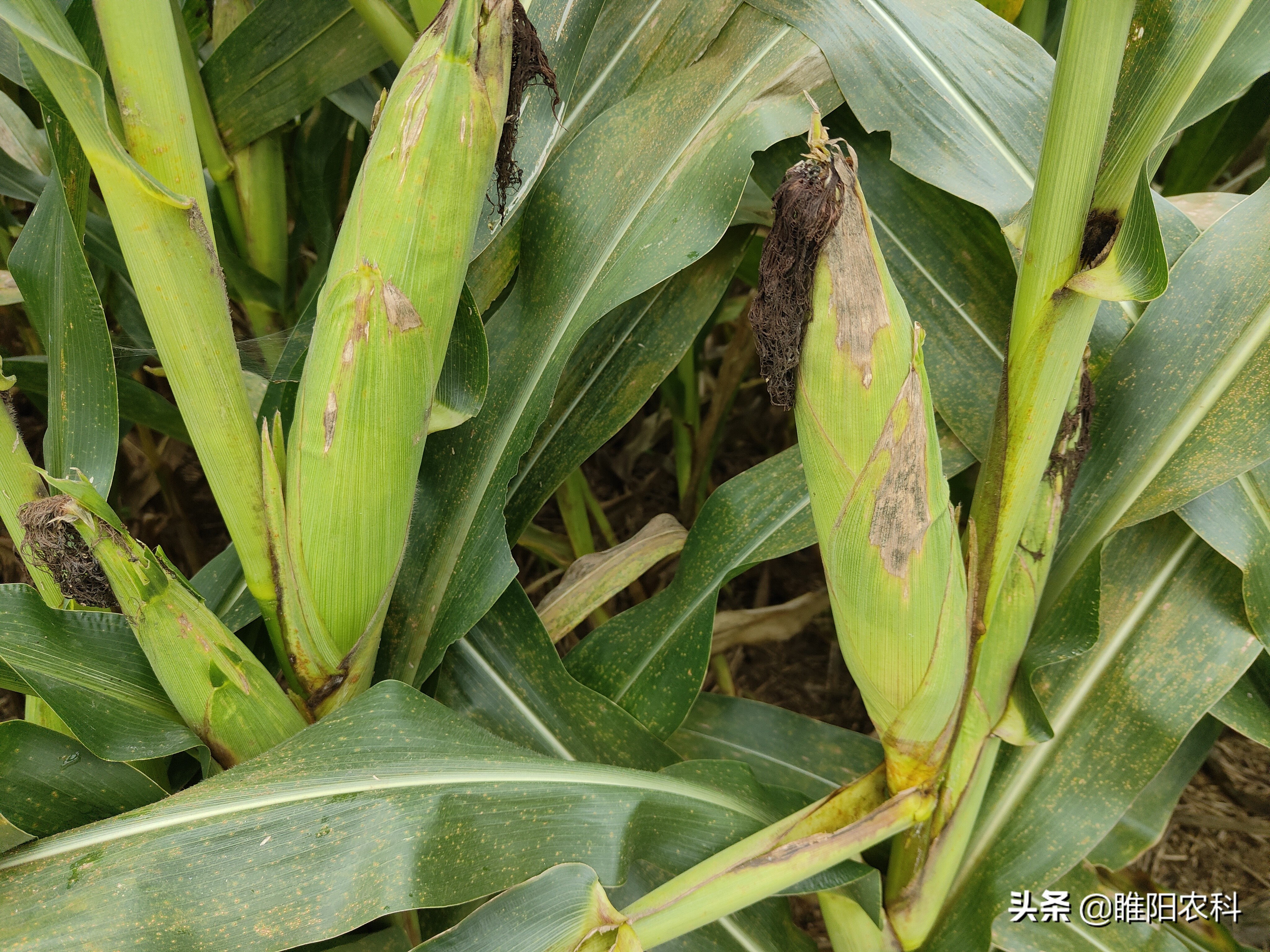 一亩玉米能产3000斤,一亩玉米地亩产可以达到1500斤吗