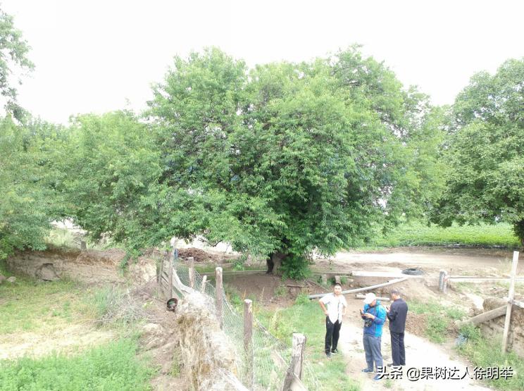 中桃金魁桃特性,桃是浆果类水果