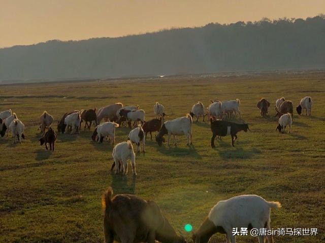 呼伦贝尔大草原旅游看羊群,打卡南昌呼伦贝尔大草原