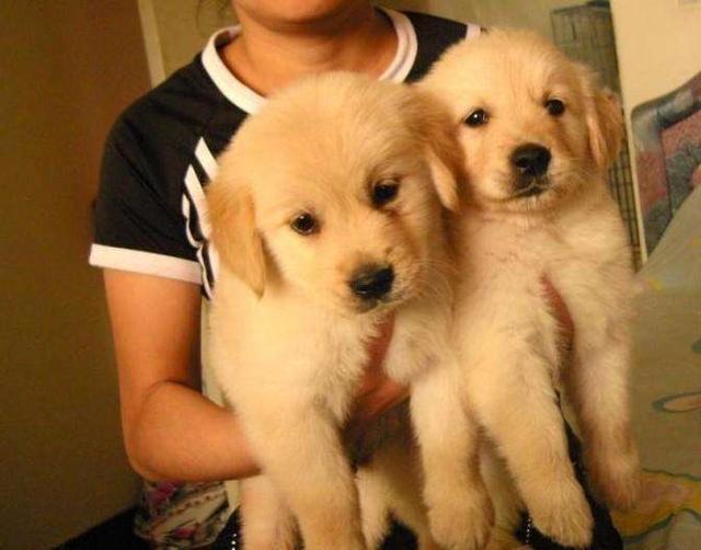 金毛犬究竟有哪些特征,正宗金毛犬有什么特征