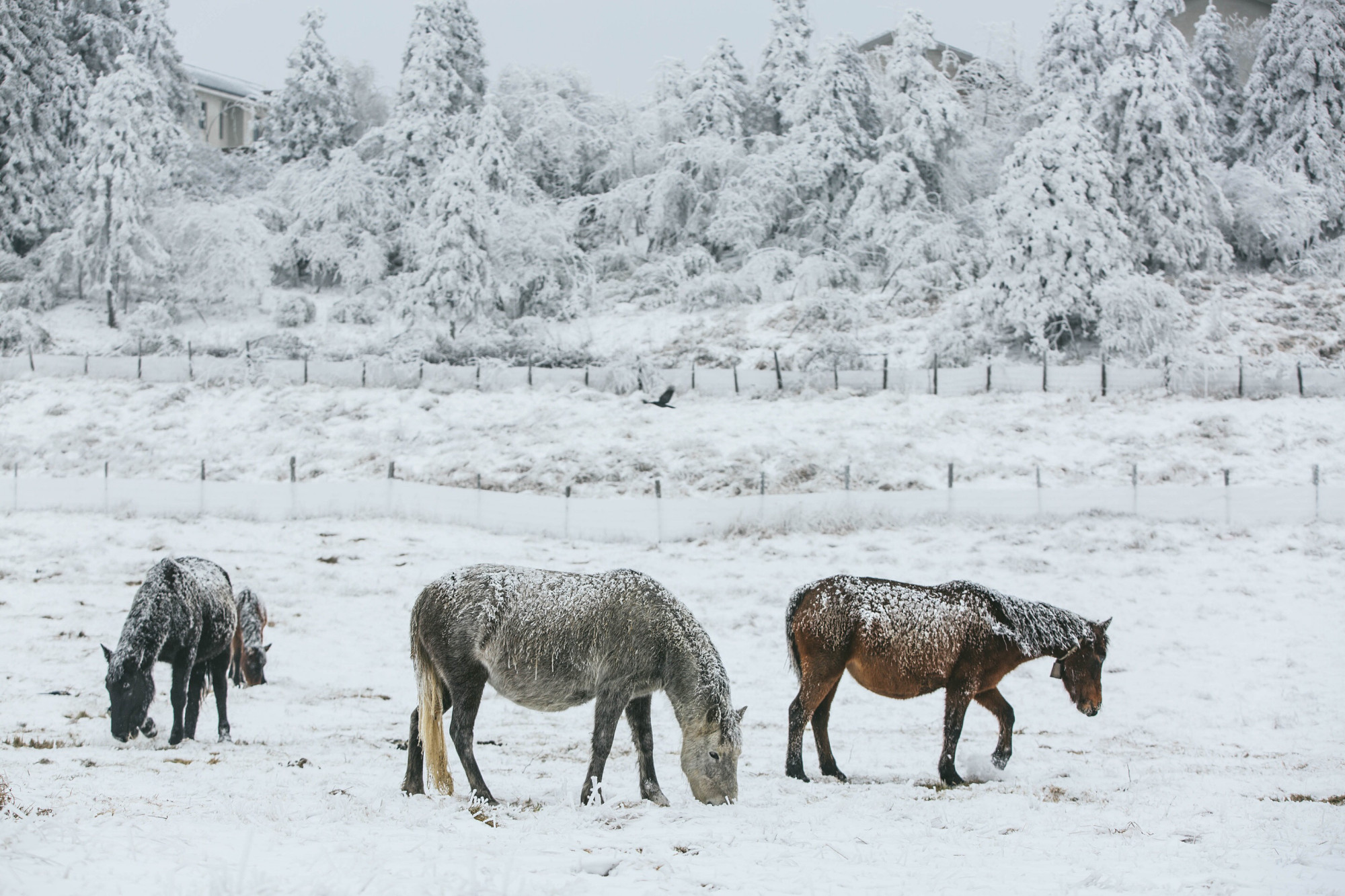 热腾腾麻辣火锅,8d魔幻山城重庆美食街