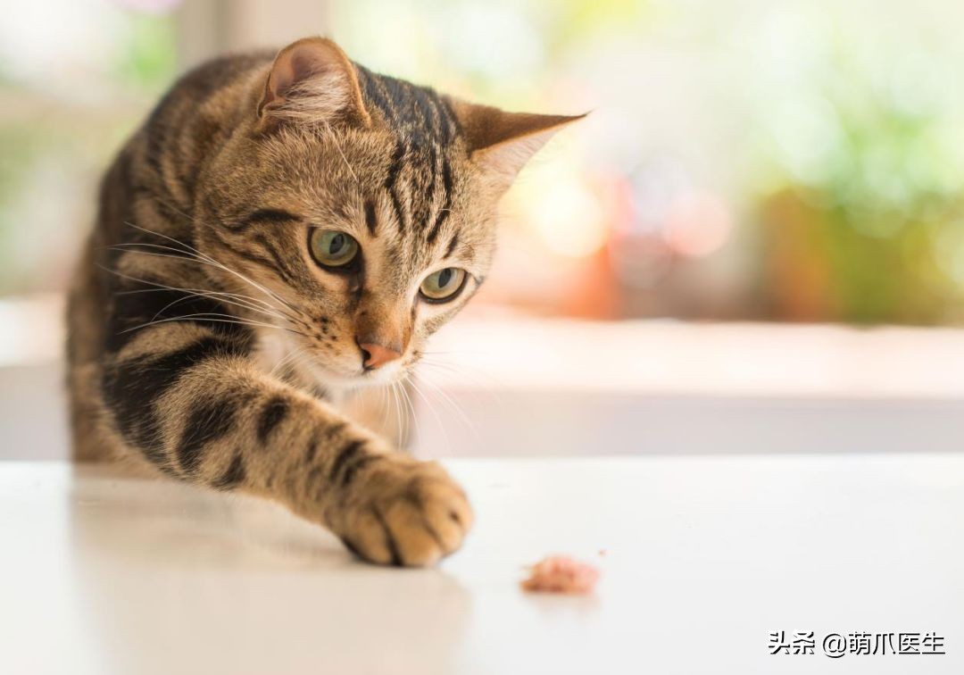 猫乱吃的食物太多样化,猫乱吃东西会吐吗