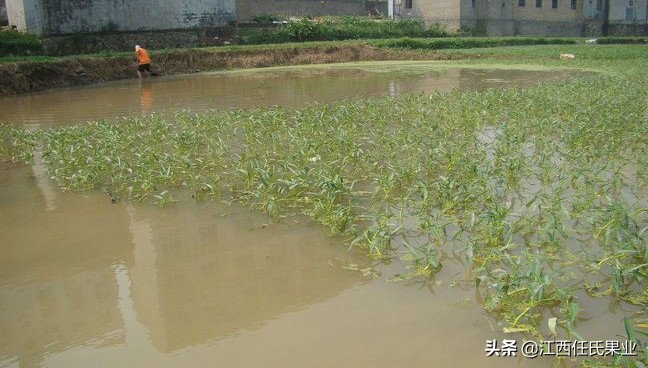 水蕹菜的做法,蕹菜种植注意事项