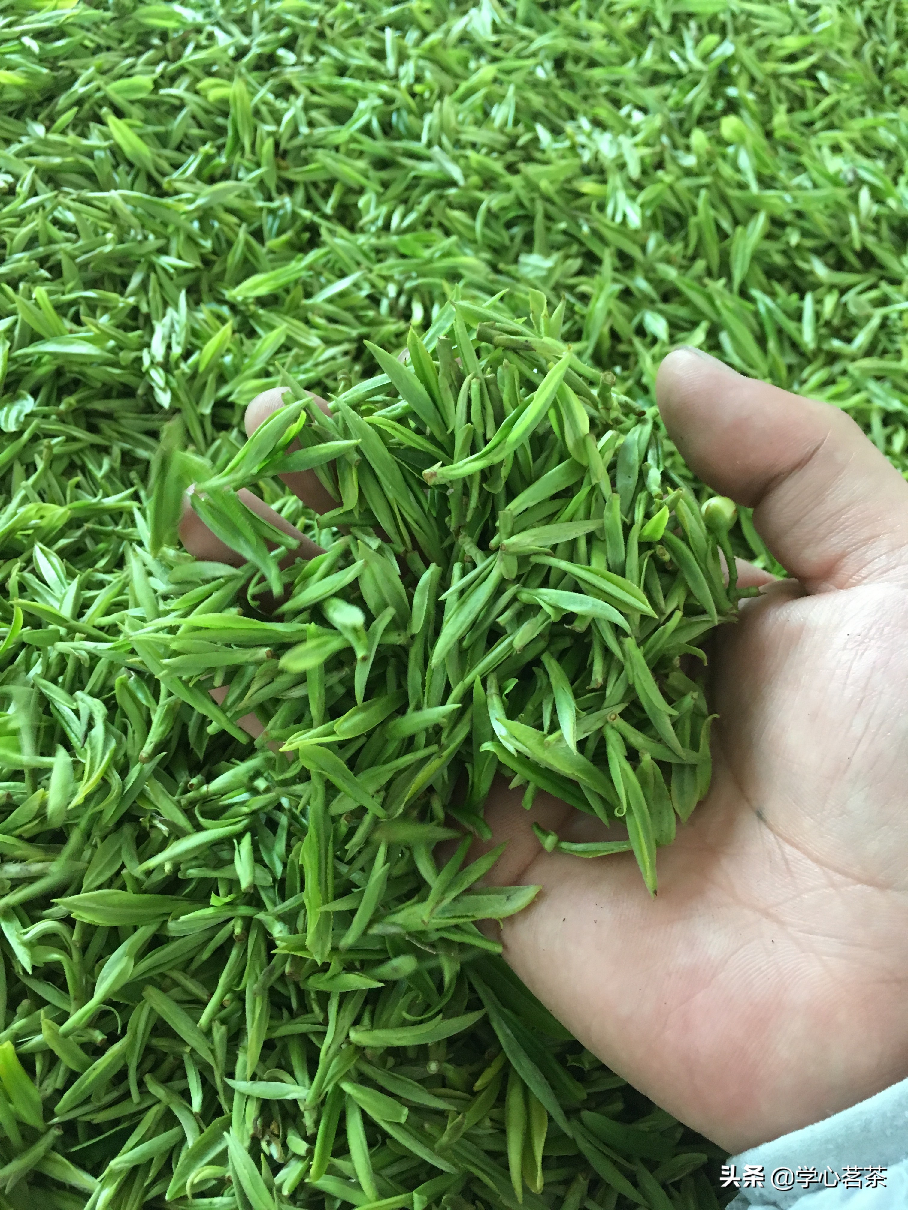 茶叶店到底有多暴利？