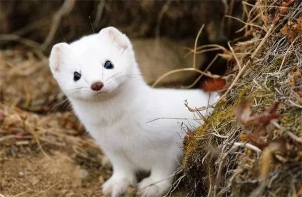 冷知识第二季结局,冷知识第二季完整